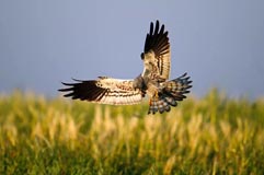 Wiesenweihe - Zum Vergroessern klicken!